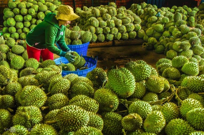 Sầu riêng đông lạnh, dừa tươi sẽ xuất chính ngạch sang Trung Quốc